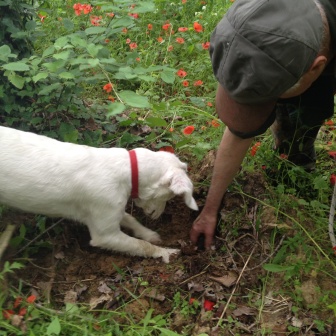 Passeggiata alla ricerca di tartufo